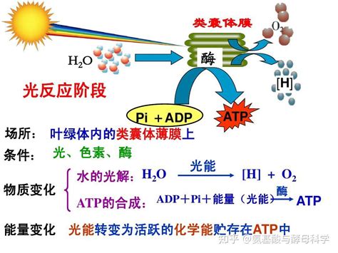 光合作用|光合作用（绿色植物吸收光能把二氧化碳和水合成有机物同时释放。